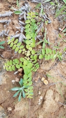 Evolvulus prostratus