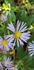 Symphyotrichum puniceum