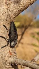 Capnodis tenebrionis