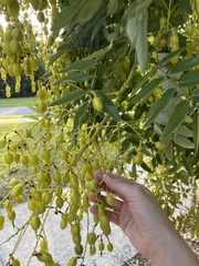 Styphnolobium japonicum