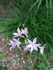 Tulbaghia violacea