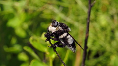 Mallophora bomboides