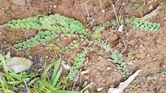 Evolvulus prostratus