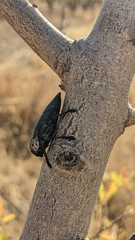 Capnodis tenebrionis