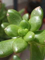 Crassulaceae