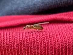 Brachymyrmex depilis