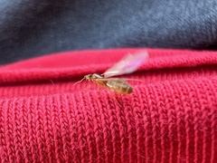 Brachymyrmex depilis