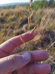 Urochloa serrata