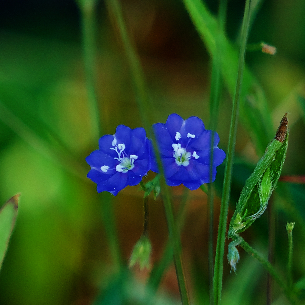 Thổ đinh quế – Evolvulus alsinoides