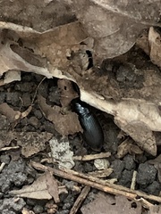 Pseudoophonus