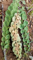 Evolvulus prostratus