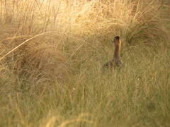 Rhynchotus rufescens