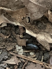 Pseudoophonus