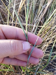 Urochloa serrata