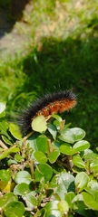 Estigmene acrea