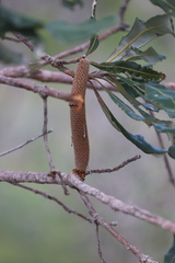 Banksia dentata