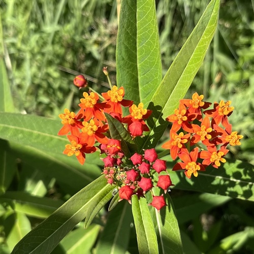 iNaturalist observation photo of tropical milkweed