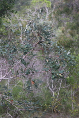 Banksia dentata