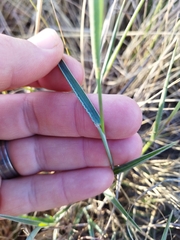 Urochloa serrata