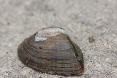 Truncilla truncata