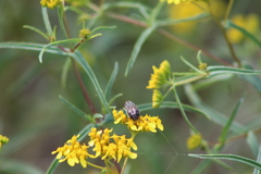 Acmaeodera haemorrhoa