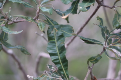 Banksia dentata