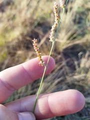 Urochloa serrata