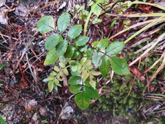 Pterophylla sylvicola