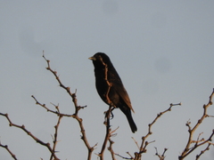Molothrus rufoaxillaris