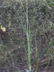 Panicum