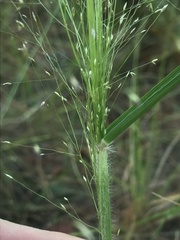 Panicum