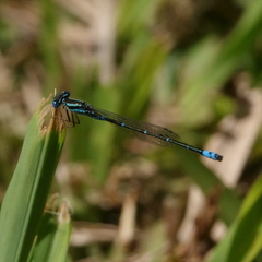 Austroagrion watsoni
