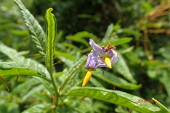 Solanum bahamense