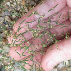 Euphorbia gracillima