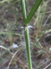 Panicum