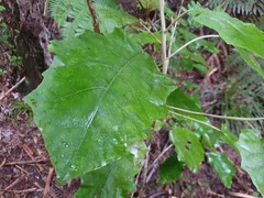 Brachyglottis repanda