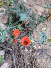 Sphaeralcea ambigua