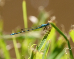 Austroagrion watsoni