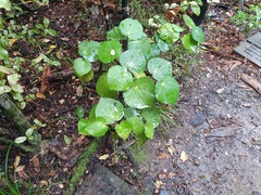 Piper excelsum excelsum