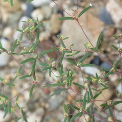 Euphorbia gracillima
