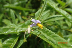 Solanum bahamense