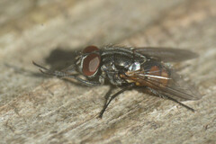 Musca autumnalis