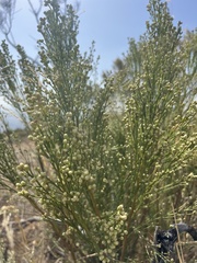 Baccharis sarothroides
