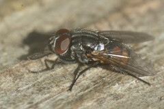 Musca autumnalis