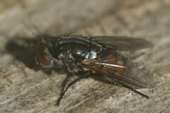 Musca autumnalis