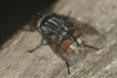 Musca autumnalis