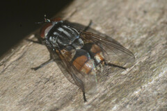 Musca autumnalis