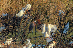 Egretta rufescens dickeyi