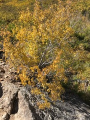 Acer glabrum