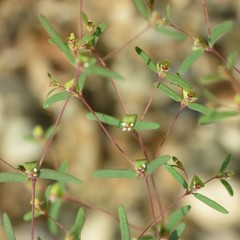Euphorbia gracillima